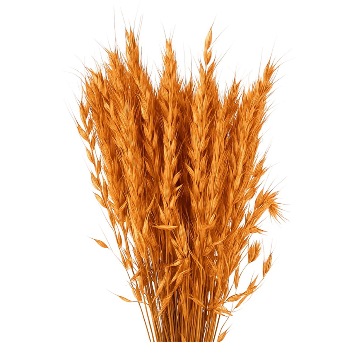 Dried Avena Wild Salmon Bunch