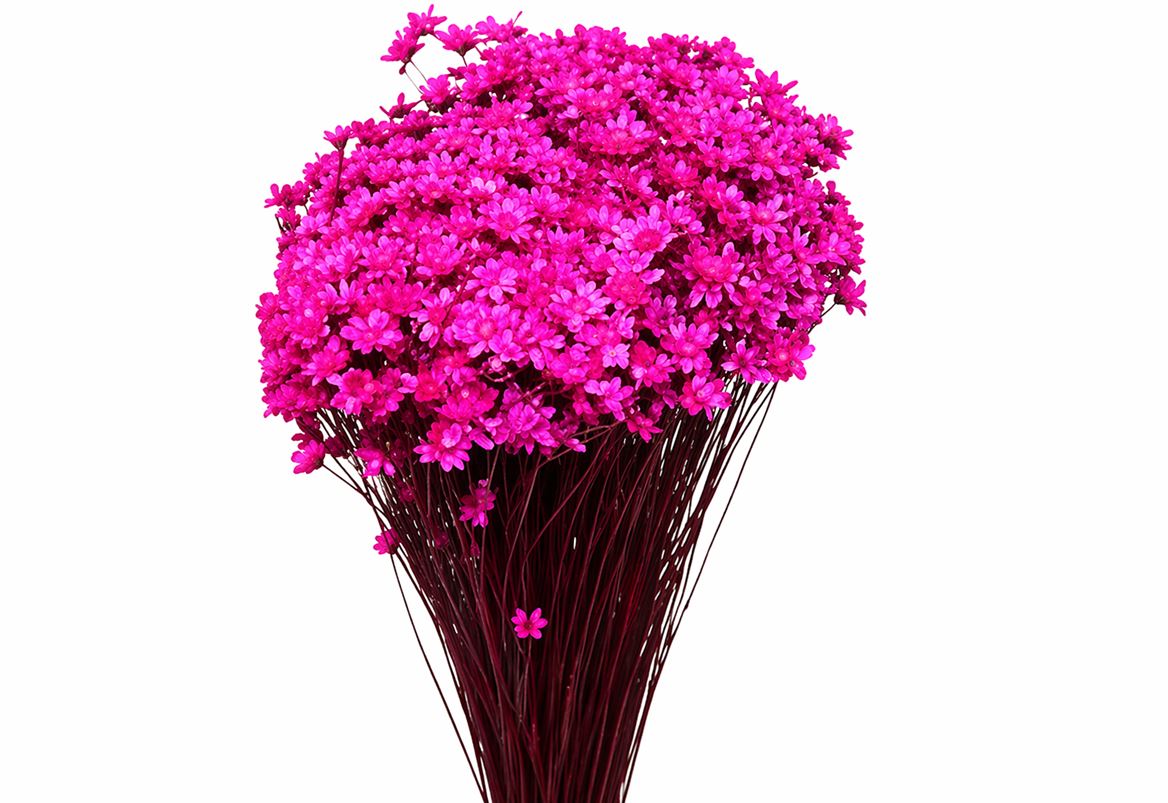 Dried Glixia Fuchsia Bunch