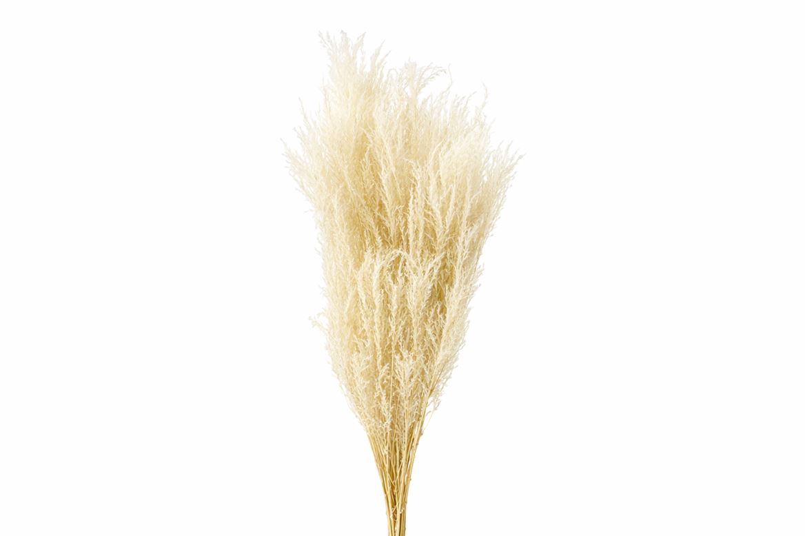 Pres Helecho Lvs Bleached Bunch
