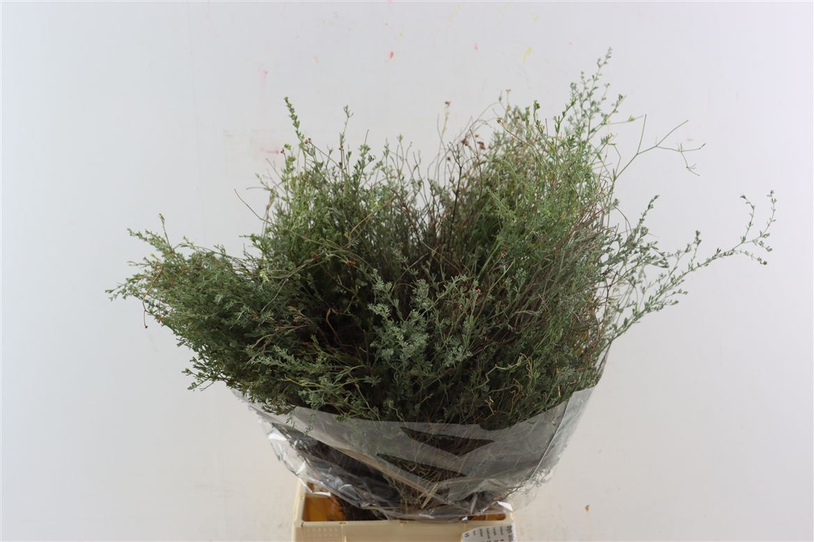 Thymus Capitatus Per Bunch 70cm