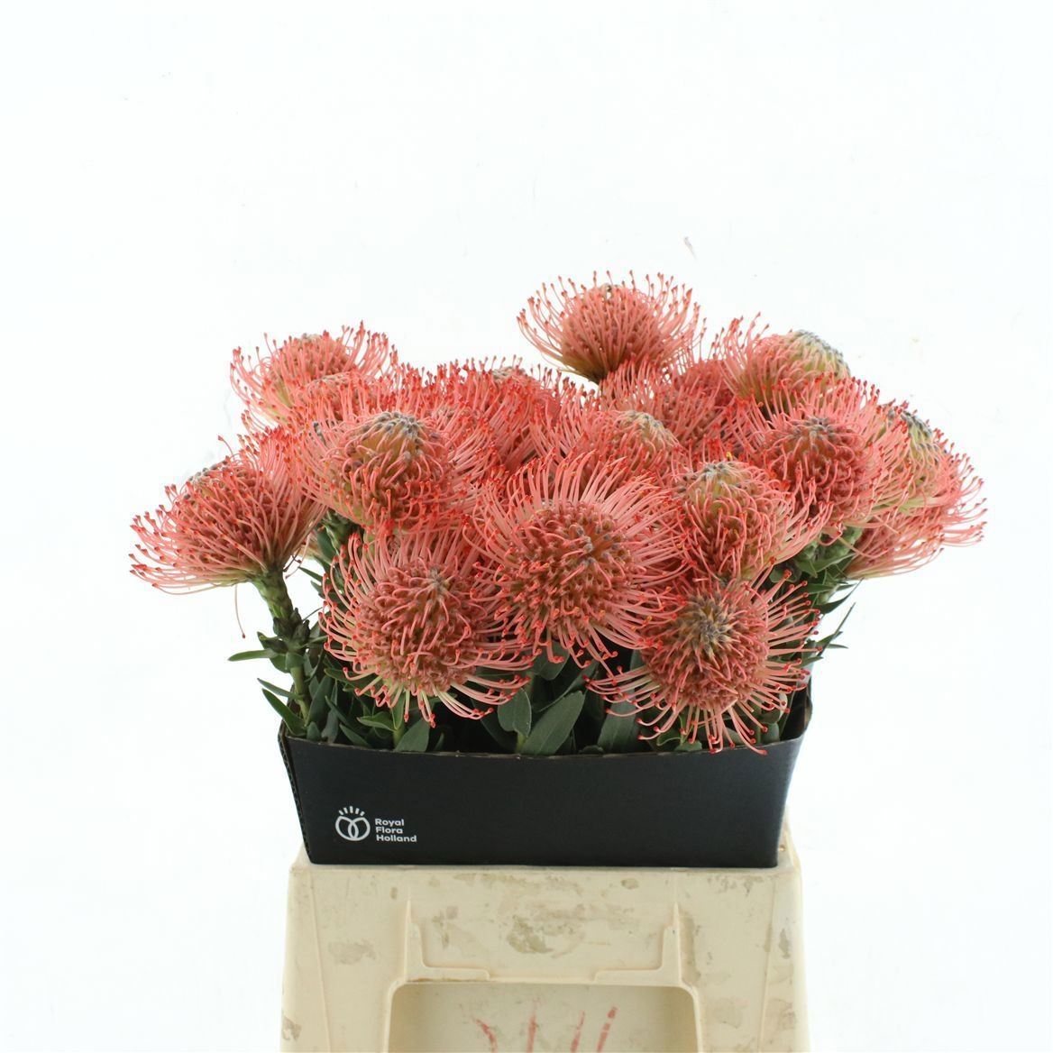 Leuco Ayoba Pink 40cm