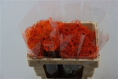 Leuco Klbh Oranje