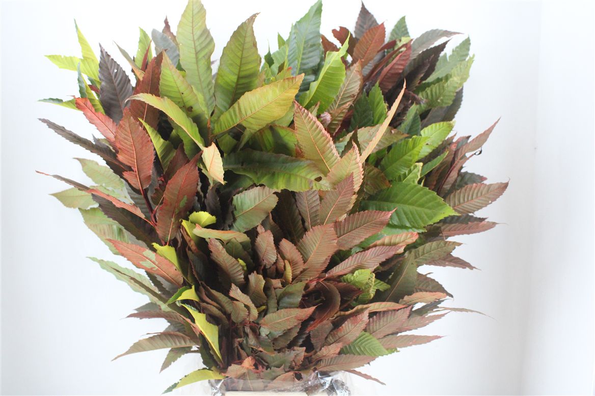 Aesculus Hippocastanum Branche 70cm