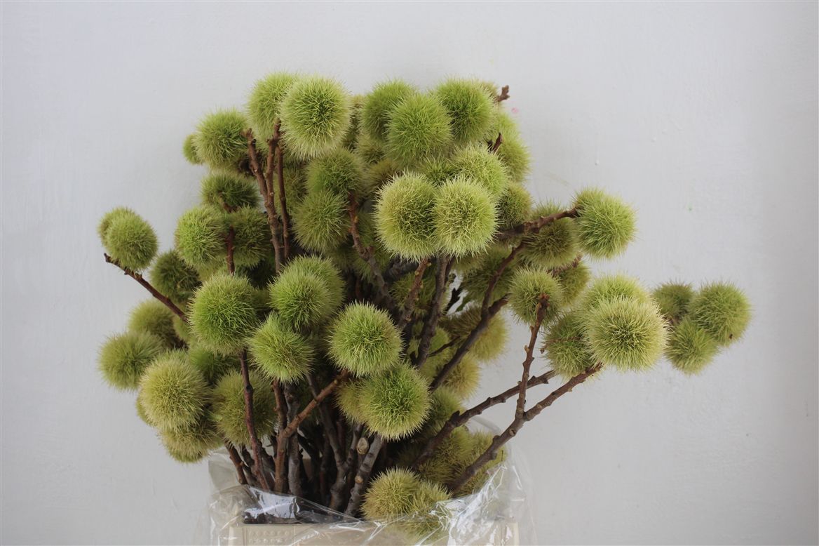 Aesculus Hippocastanum Branche 70cm