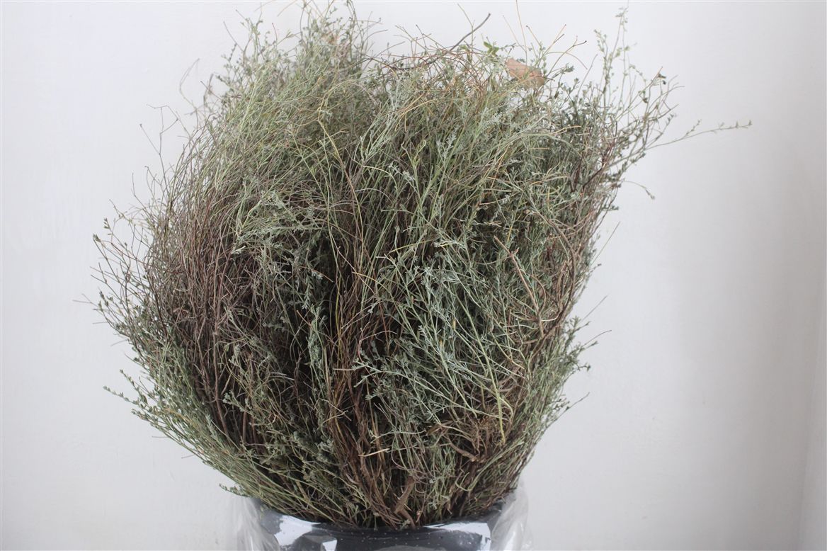Thymus Capitatus Per Bunch 70cm