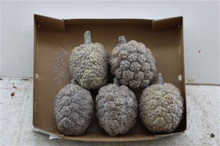 Wax Pandanus Gl Medium
