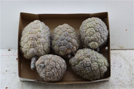 Wax Pandanus Gl Large