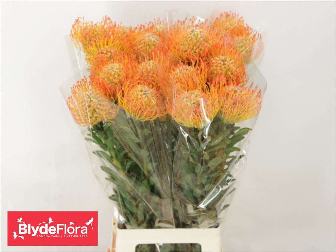 Leucospermum Ayoba Sun 80cm