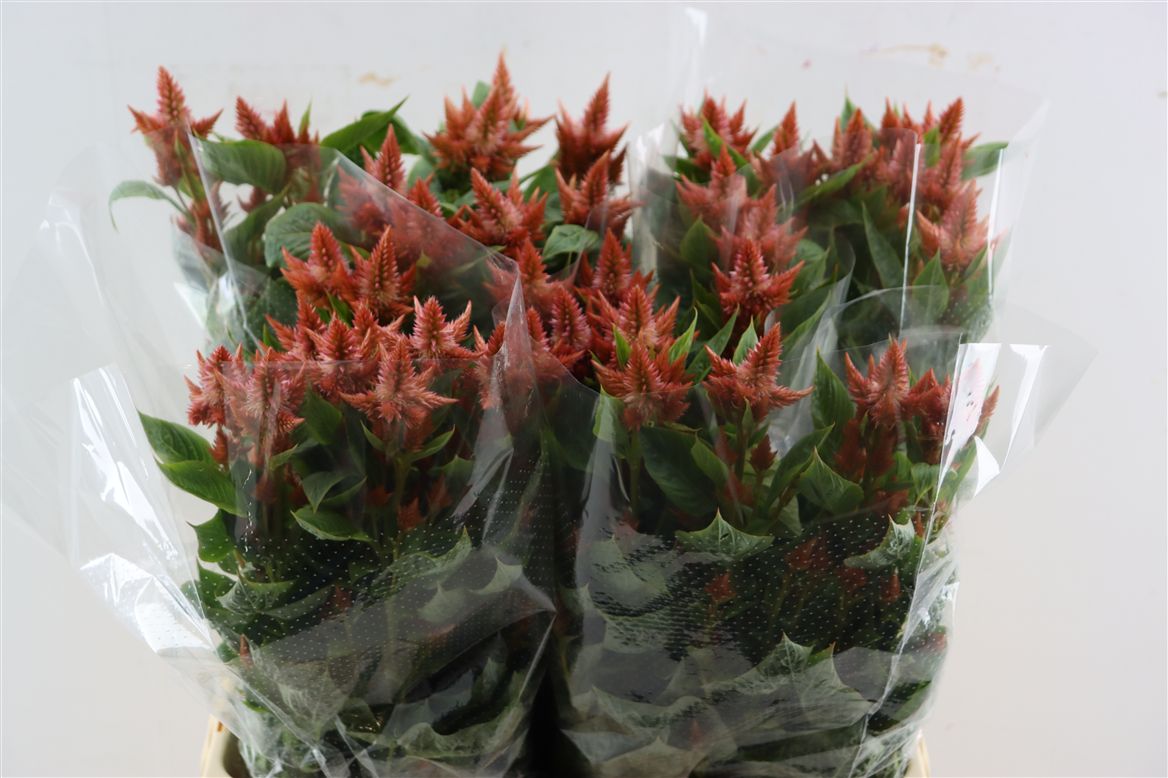 Celosia Celway Salmon 65cm