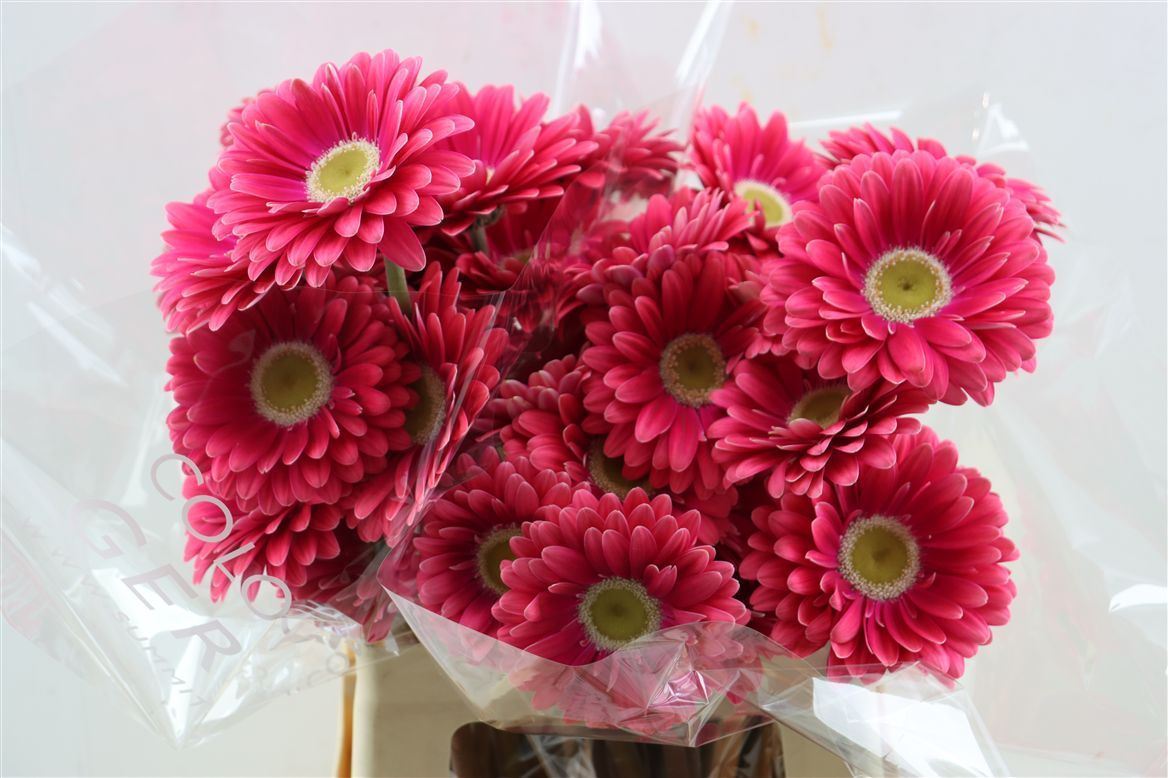 Gerbera Unique