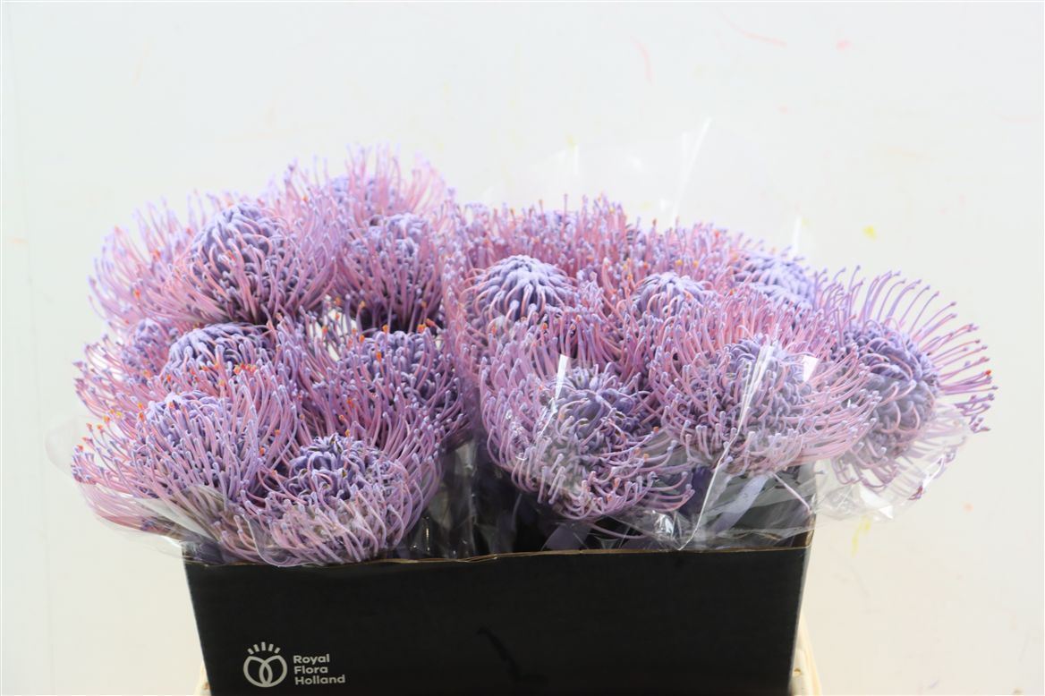 Leucospermum Naomi Painted 40cm
