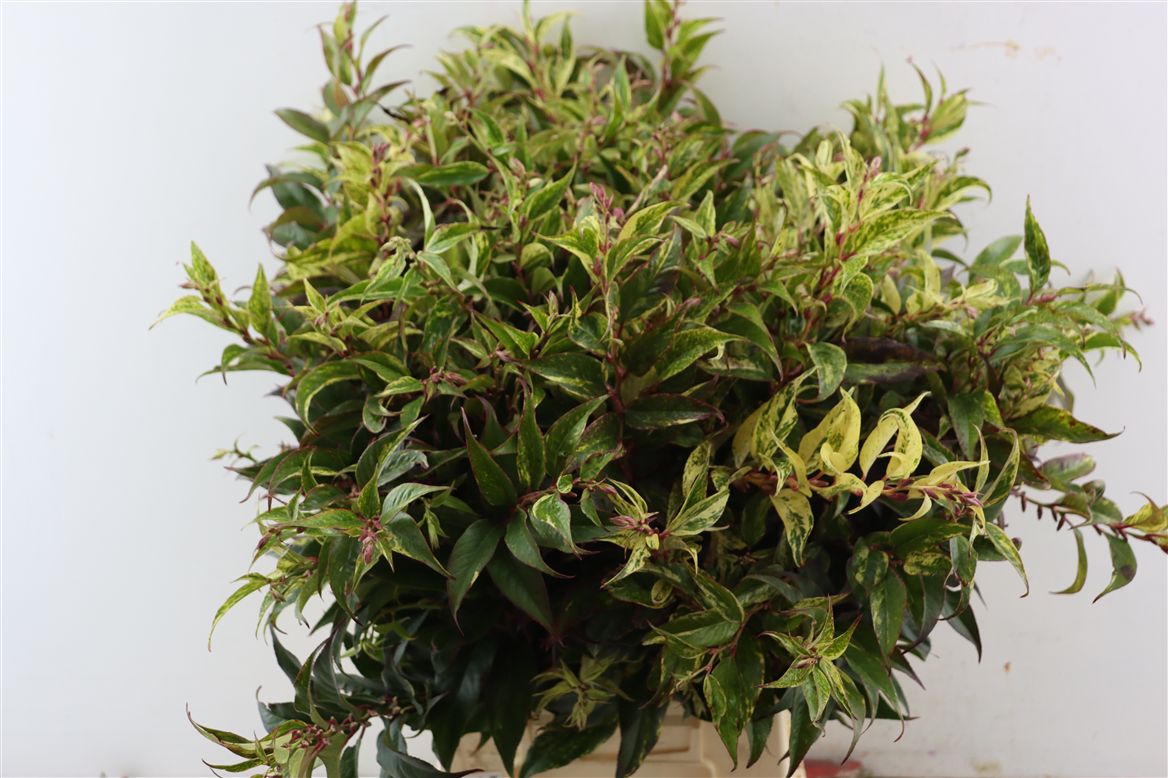 Leucothoe Fontanesiana Rainbow 60cm