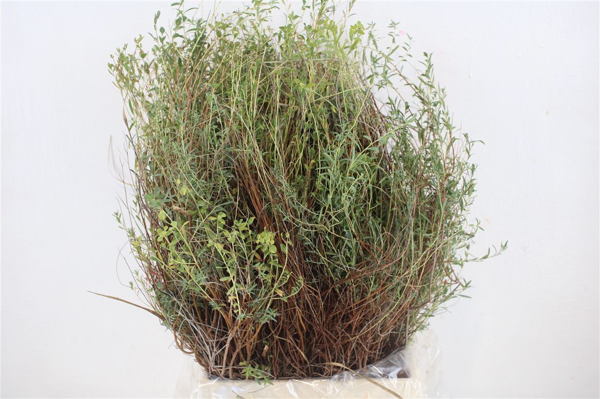 Euphorbia Spinosa Per Bunch 55cm