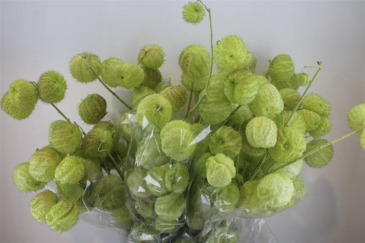 Gomphocarpus Fruticosus Moby Dick Per Stem 70cm