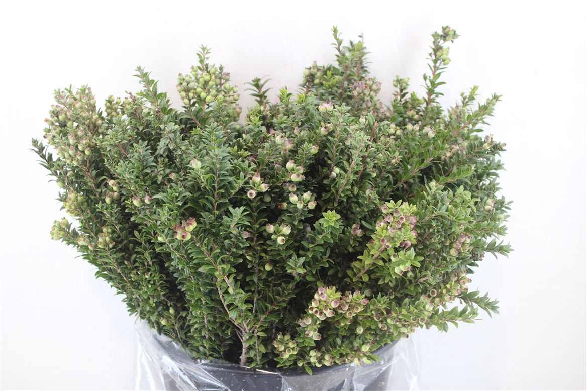 Myrtus Communis 60cm