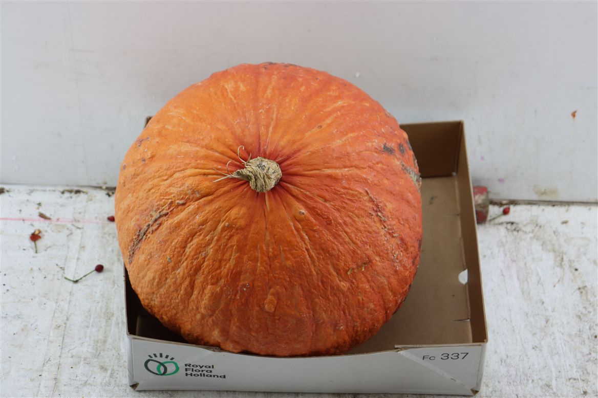 Ornamental Fruits Per Piece