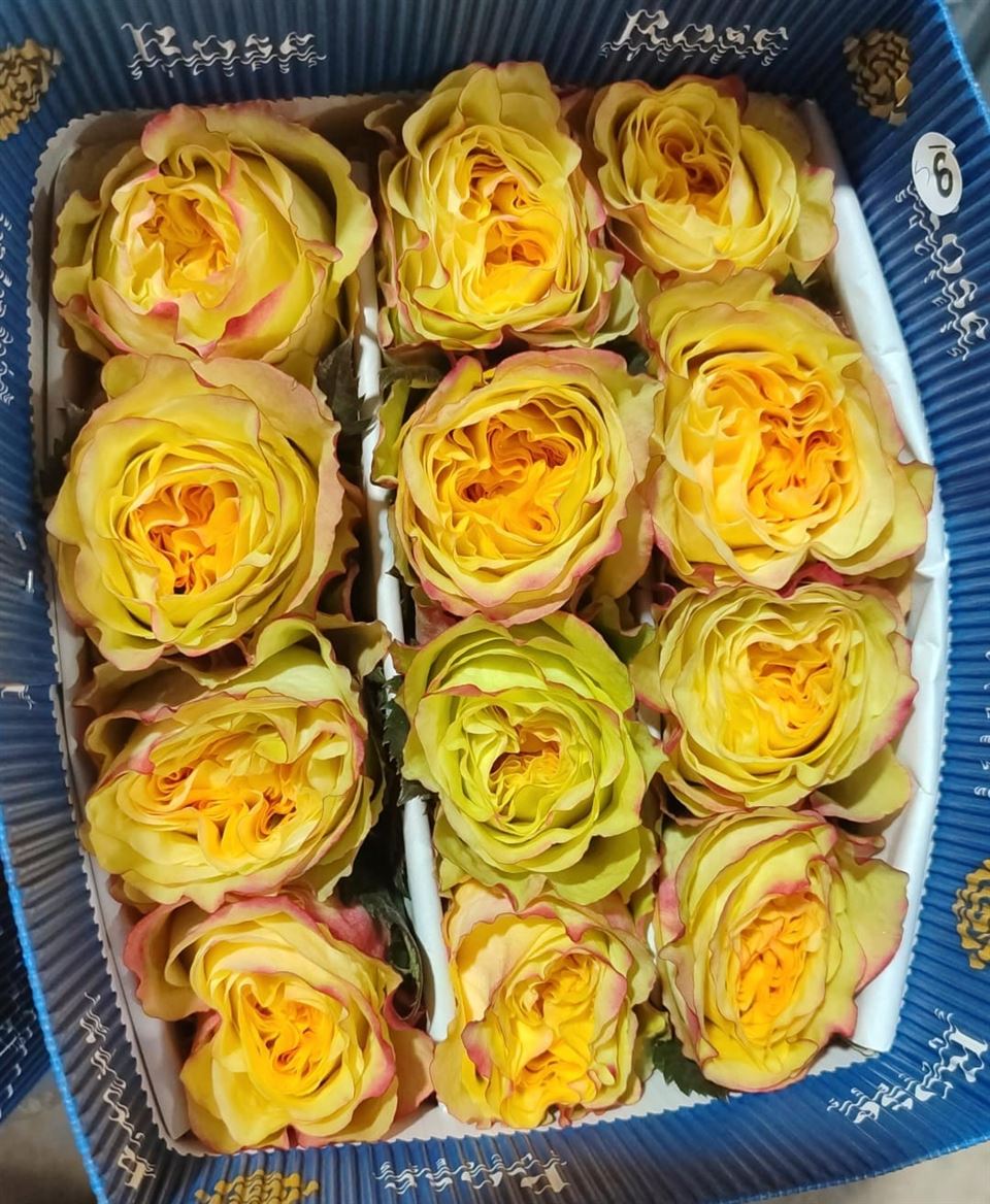 Rosa Honey Bee 60cm