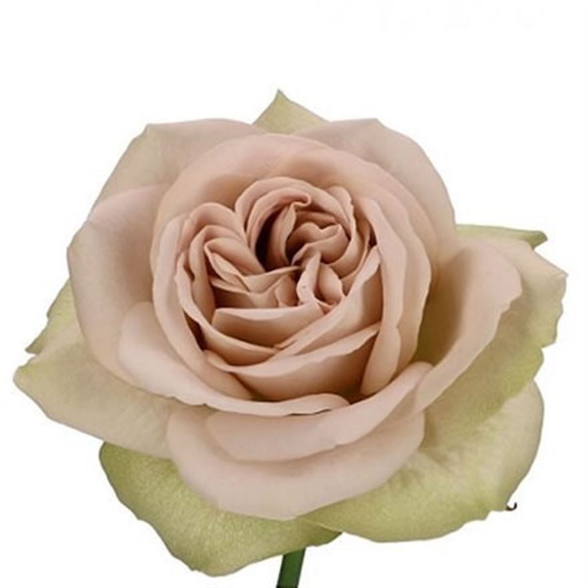 Rosa Notre Dame+ 40cm