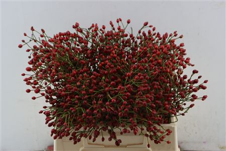Rosa (rozebottel)