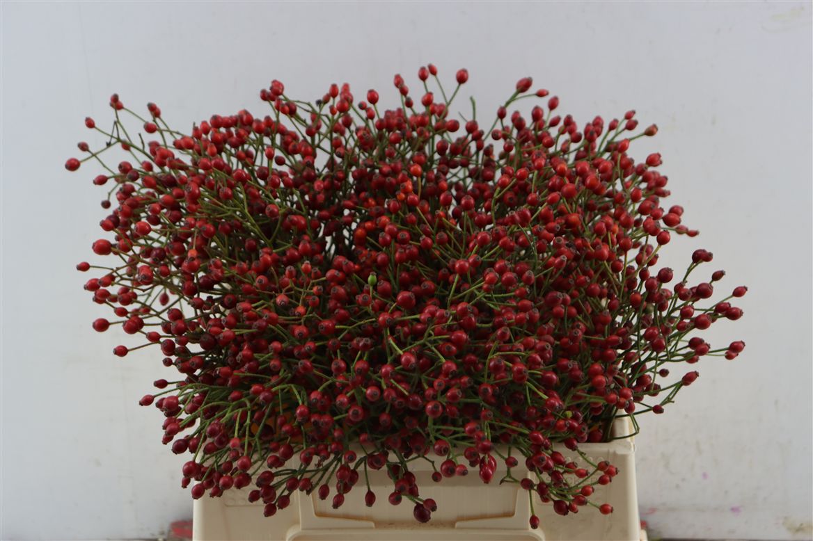 Rosa (ROZEBOTTEL) 35cm