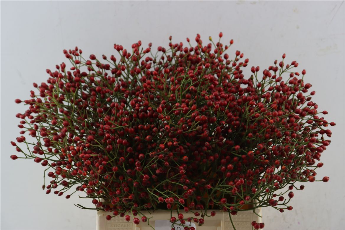 Rosa (ROZEBOTTEL) 40cm