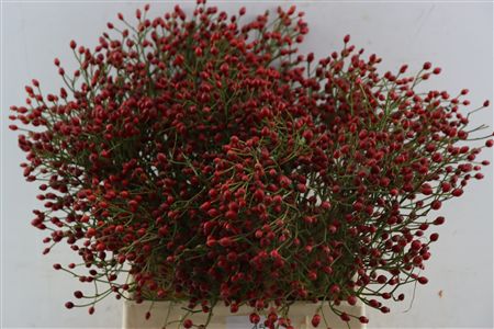 Rosa (rozebottel)