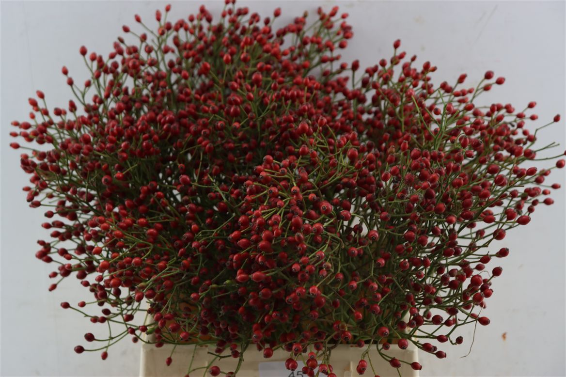 Rosa (ROZEBOTTEL) 45cm