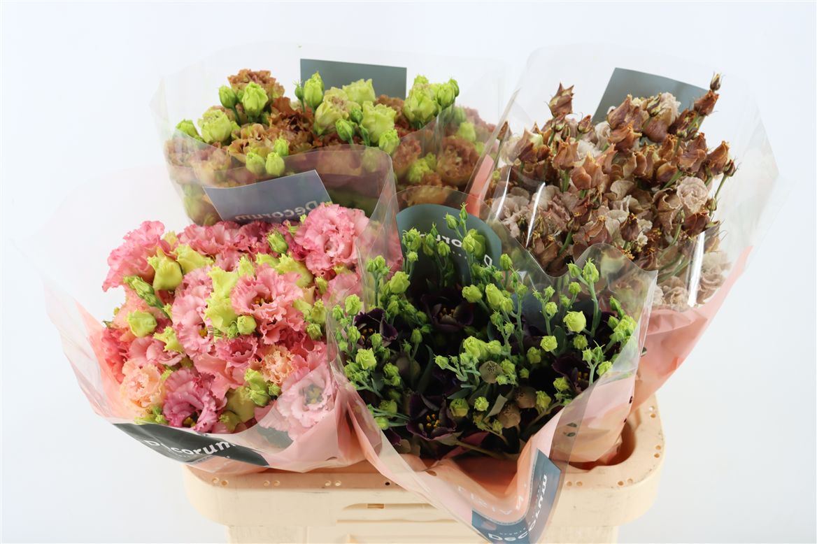 Eustoma Double Mix 70cm