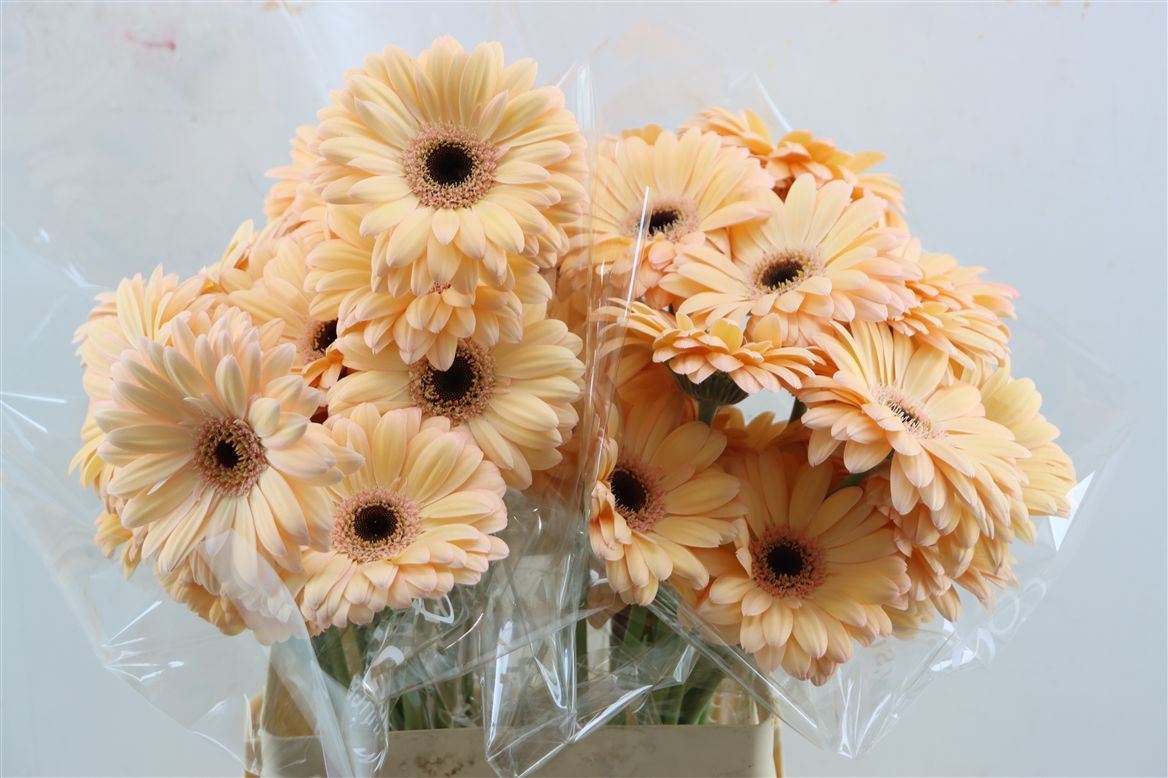 Gerbera Laureen