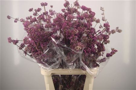 Callicarpa Bod Profu