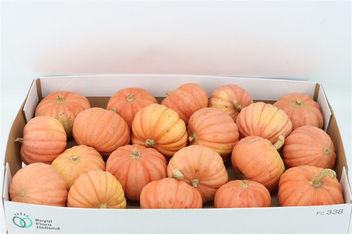 Ornamental Fruits Per Piece