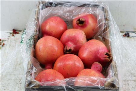 Sier Granaatappel Red Green X8 P Box