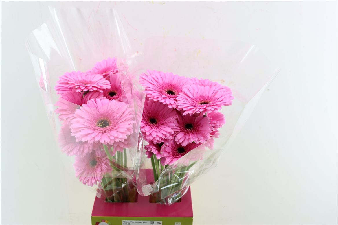 Gerbera Tyler