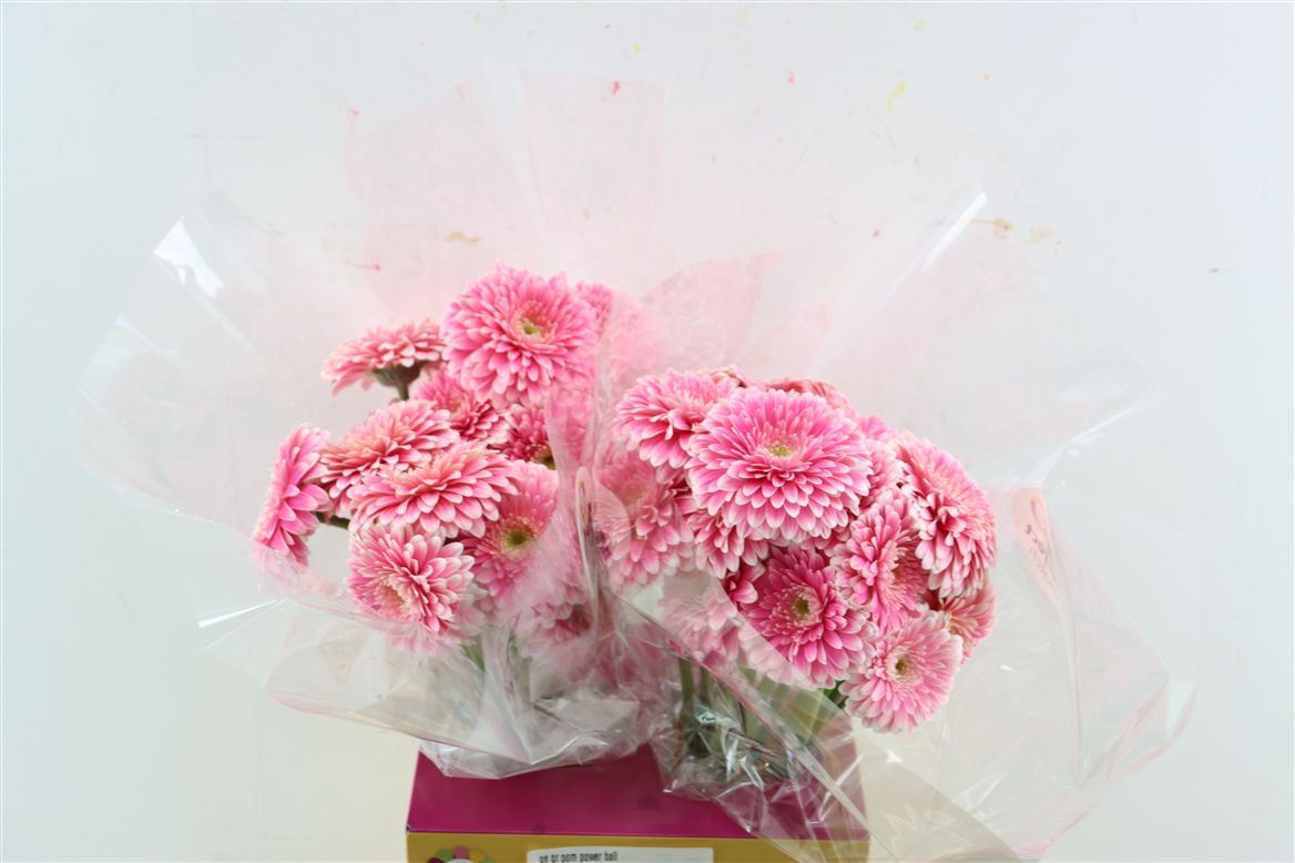 Gerbera Pom Power Ball