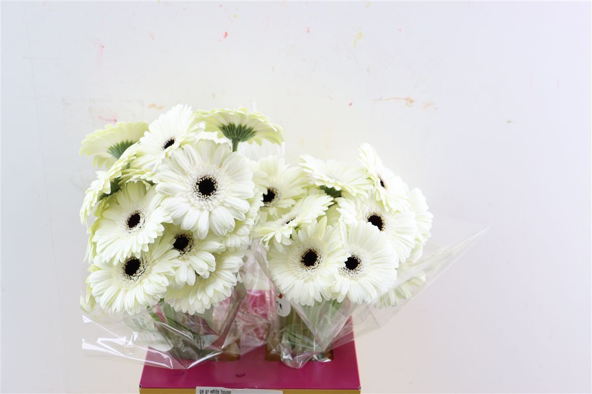 Gerbera White House