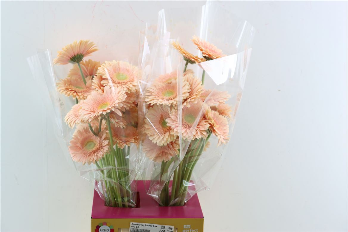 Gerbera Carlita