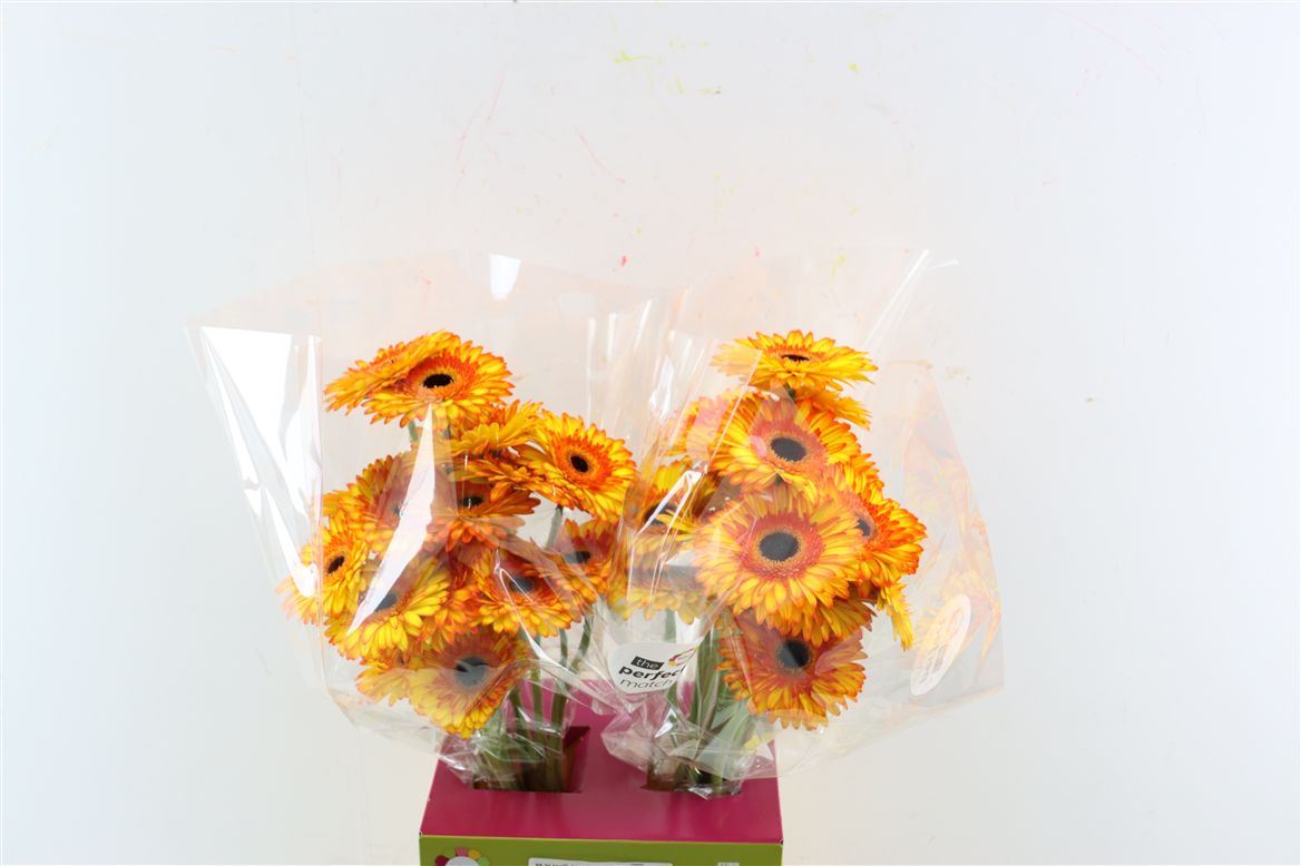 Gerbera Spotlight