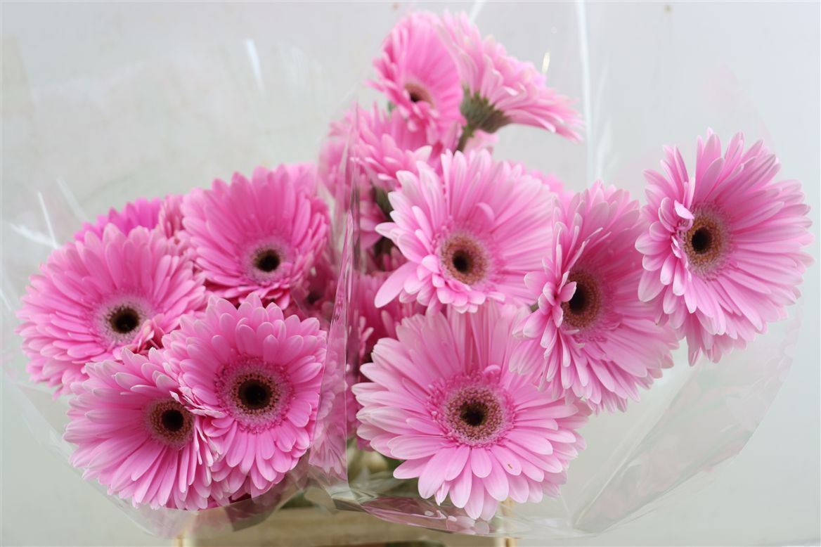 Gerbera Alison