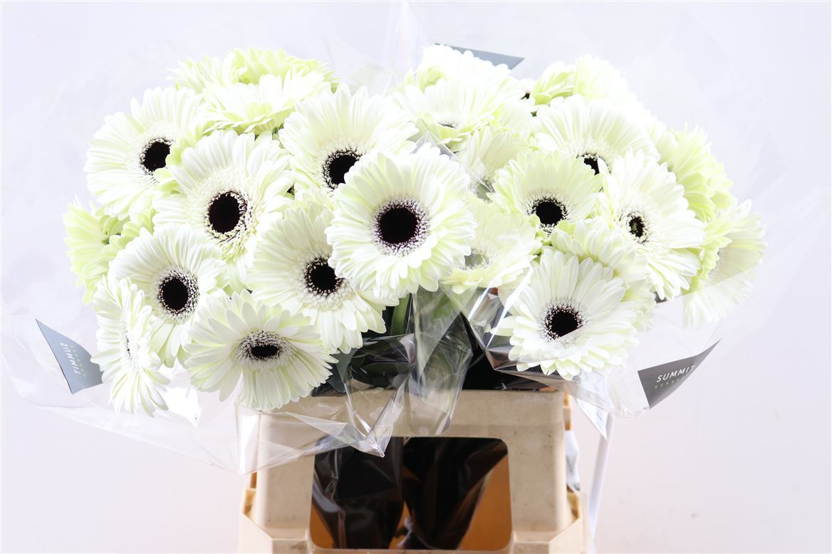 Gerbera White House