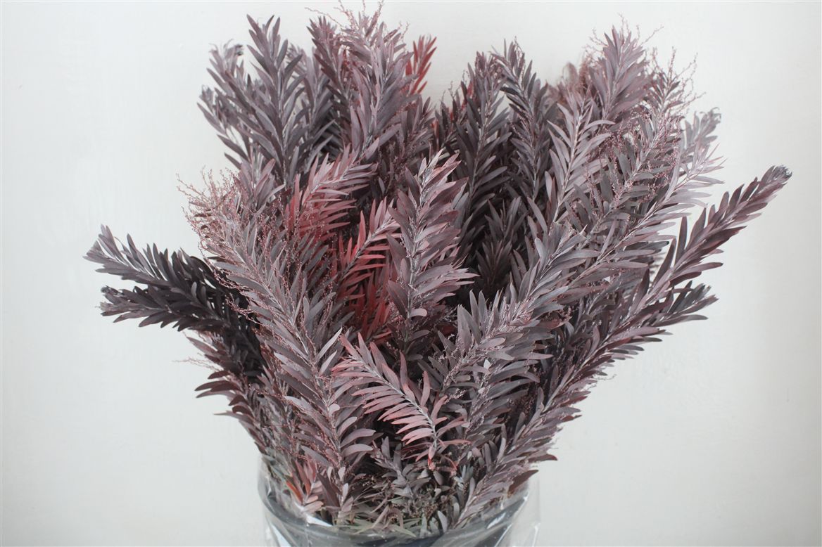 Acacia (MIMOSA) Pb 60cm 200gram