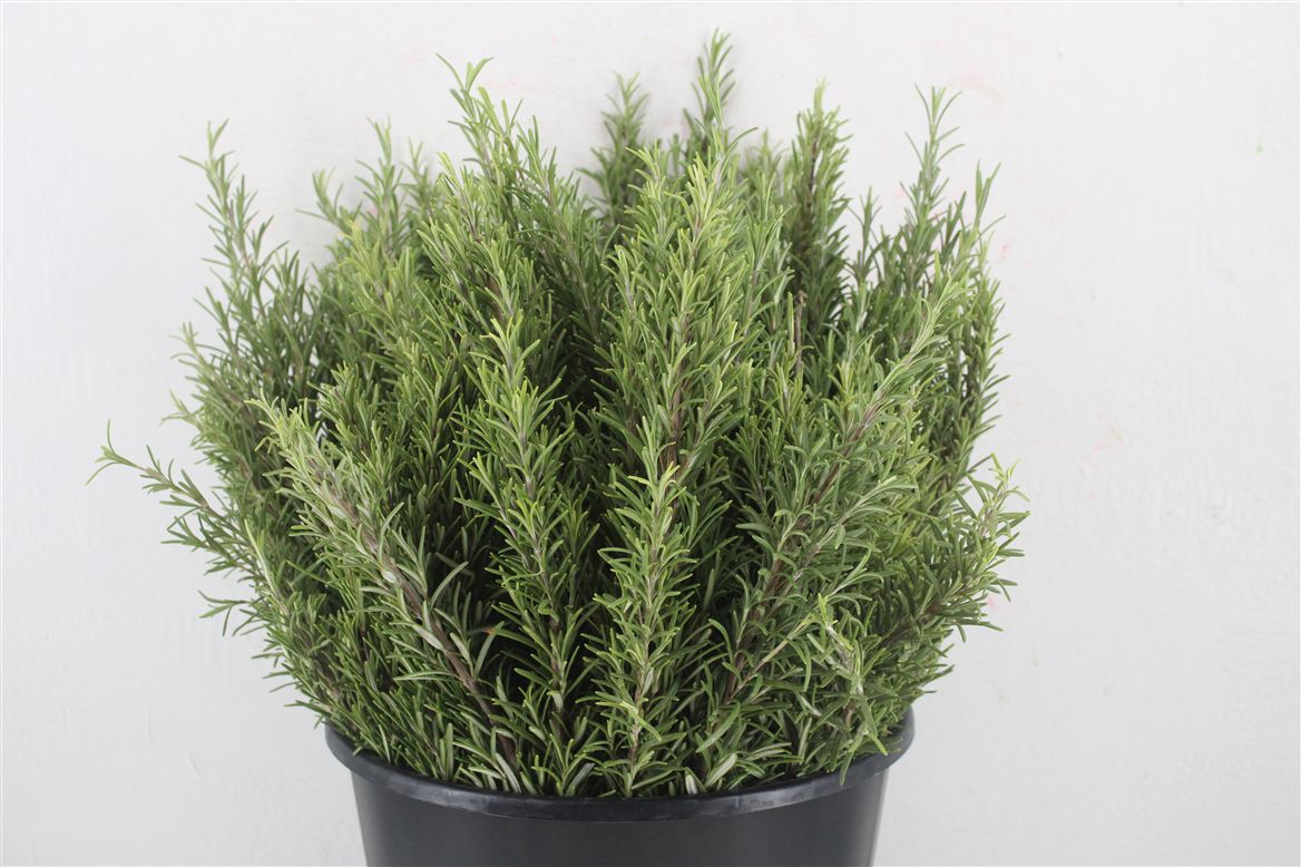 Rosemary Per Bunch 45cm 200gram