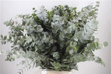 Euca Cinerea 300gr P Bunch