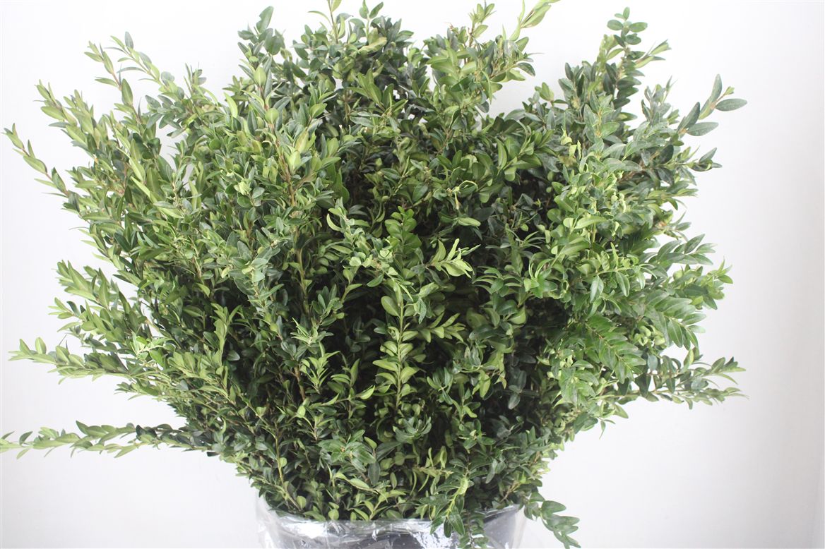 Buxus Sempervirens Per Bunch 60cm 400gr.