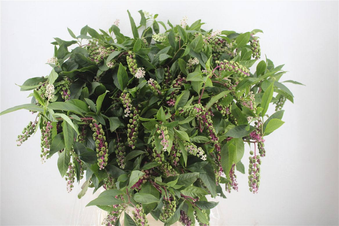 Phytola Americana Per Bunch 65cm 400gr.