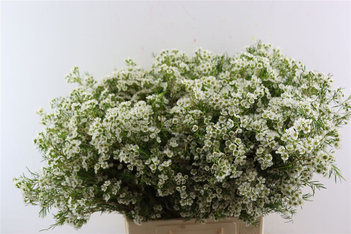 Chamelaucium Grace 70cm 35gram