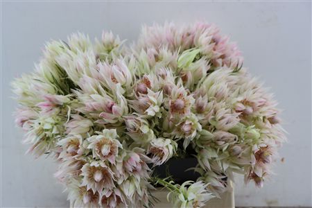 Serr Superb Blush