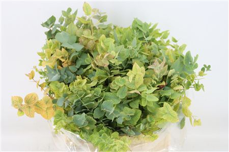 Euca Stuartiana Short P Bunch