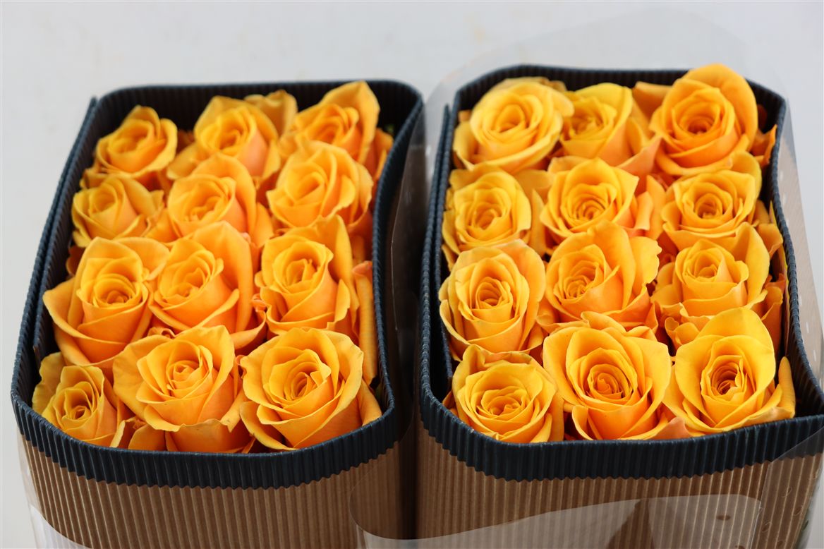 Rosa Sw Sunbeam 50cm
