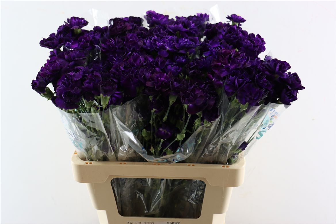 Dianthus Spray Florigene Moonberry 60cm