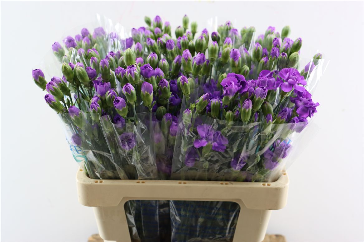 Dianthus Spray Florigene Moonvelvet 60cm